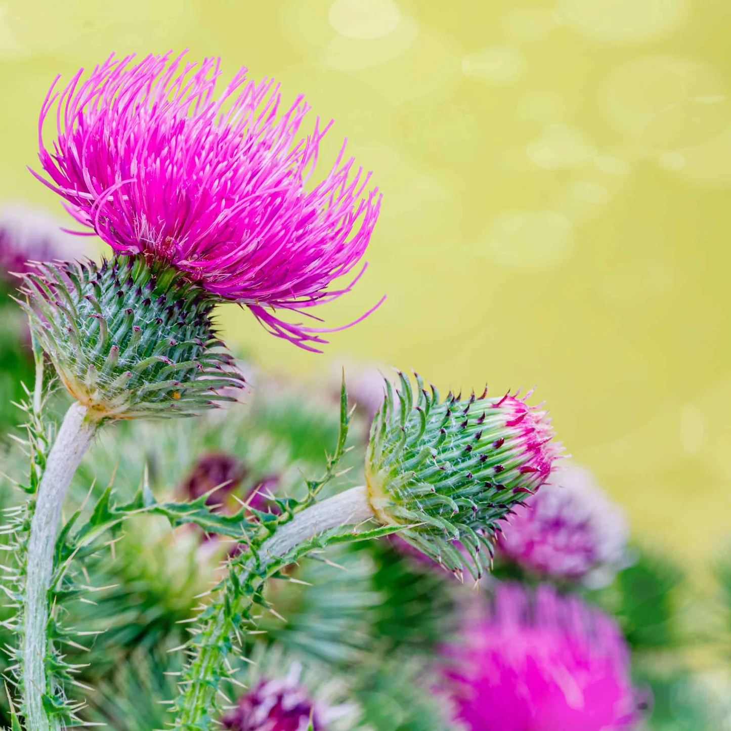 Milk Thistle plant